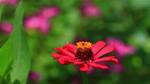 Flowers Stock Footage 25056132