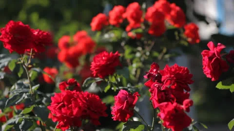 Flowers Stock Footage 25296090