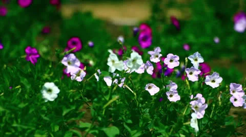 Flowers Stock Footage 25296623