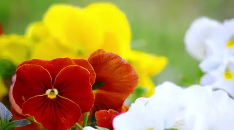 Flowers 스톡 동영상 27135675