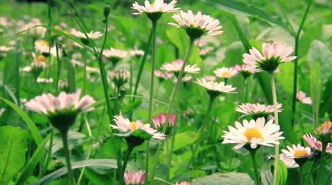 Flowers Stock Footage 27602808