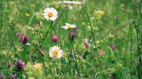 Flowers Stock Footage 27627738