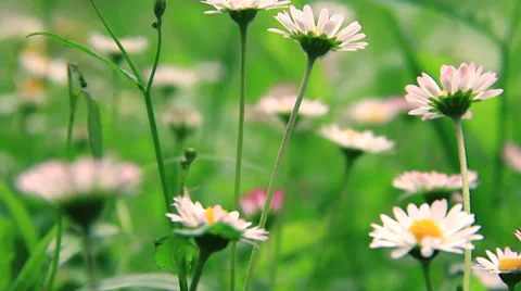 Flowers Stock Footage 27631298