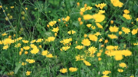 Flowers Stock Footage 27640755