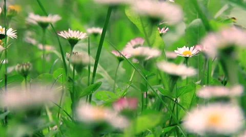 Flowers Stock Footage 27645538