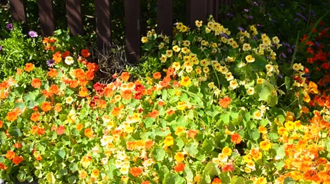 Flowers Stock Footage 31476893