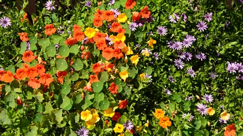 Flowers Stock Footage 31476934