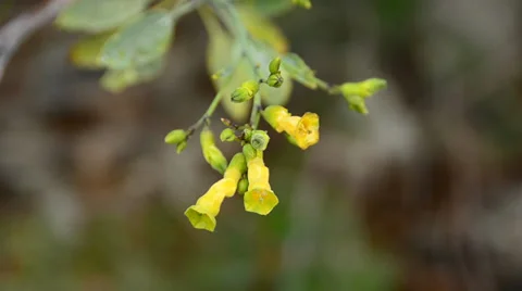 Flowers Stock Footage 31478601