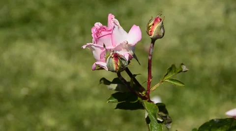 Flowers Stock Footage 31480129