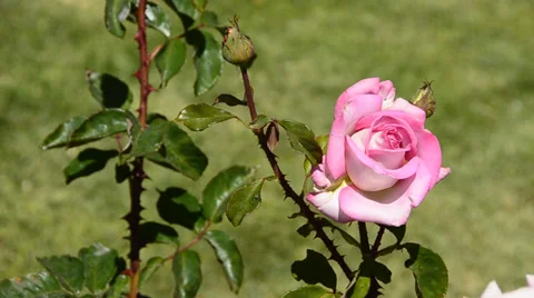 Flowers Stock Footage 31480162