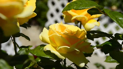 Flowers Stock Footage 31480402