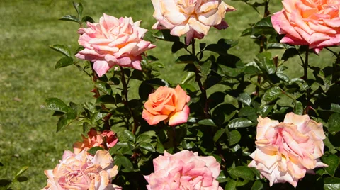 Flowers Stock Footage 31481841