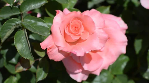 Flowers Stock Footage 31483032