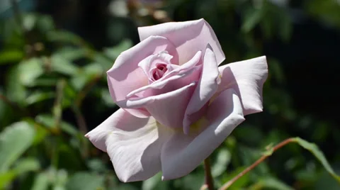 Flowers Stock Footage 31483562