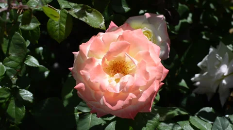 Flowers Stock Footage 31483837