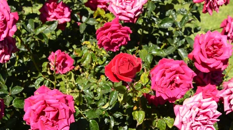 Flowers Stock Footage 31484433