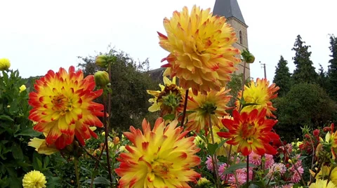 Flowers. Stock Footage 31724559