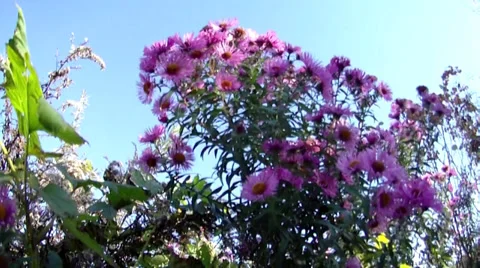 Flowers 스톡 동영상 32162552