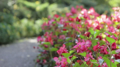 Flowers Video stock 32287758