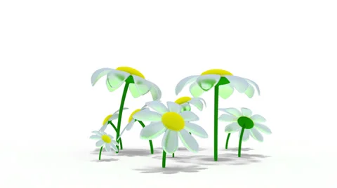 Flowers Stock Footage 32419383