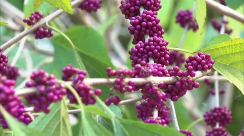 Flowers Stock Footage 32454309