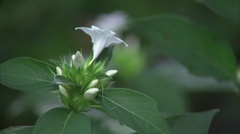 Flowers Stock Footage 32454314