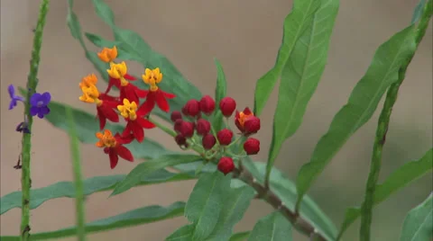 Flowers Stock Footage 32454316