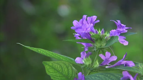 Flowers Stock Footage 32454317