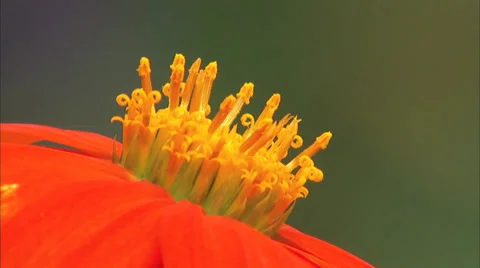 Flowers Stock Footage 32454318