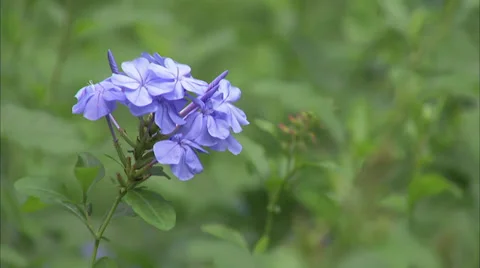 Flowers Stock Footage 32454319