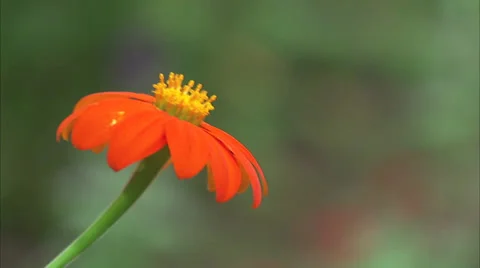 Flowers Stock Footage 32454321