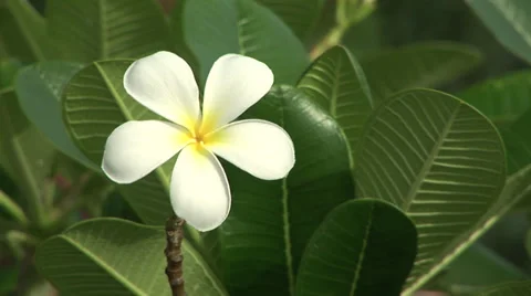 Flowers Stock Footage 32454354