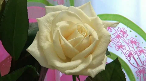 Flowers Stock Footage 32666520