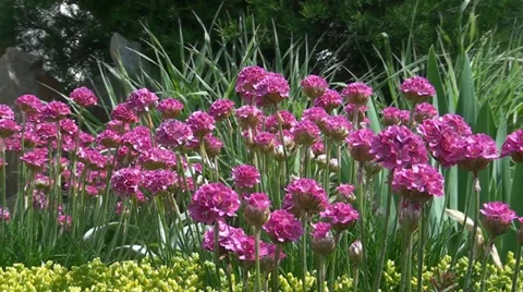 Flowers Stock Footage 33075401