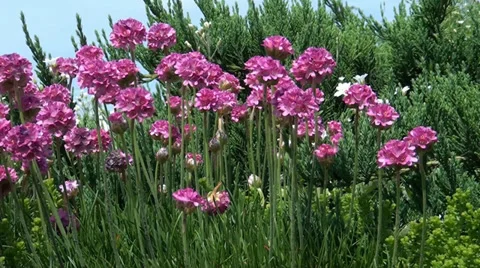 Flowers Stock Footage 33075412