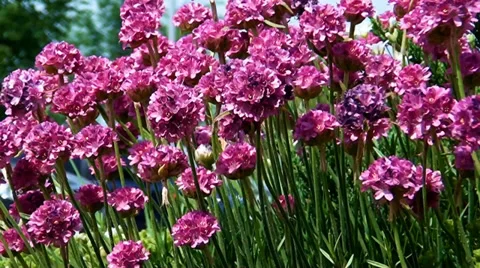 Flowers Stockbeeldmateriaal 33075794