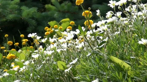 Flowers Stock Footage 33076233