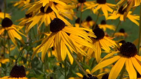 Flowers Stock Footage 36544389