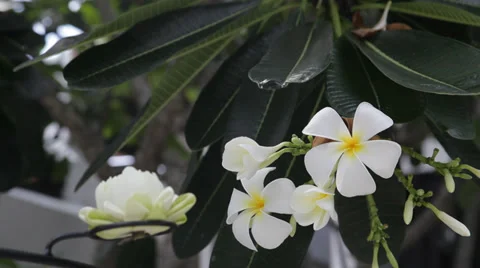 FLOWERS Vidéo 38665337