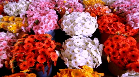 Flowers Stock Footage 40346518