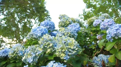 Flowers 動画素材 46089818