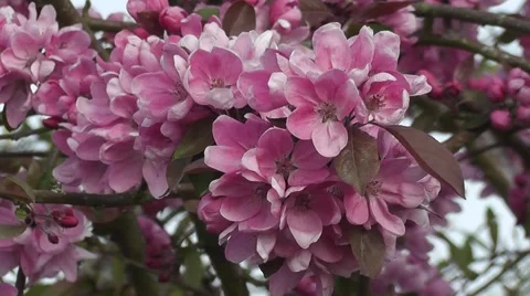 Flowers Stock-Footage 50294079