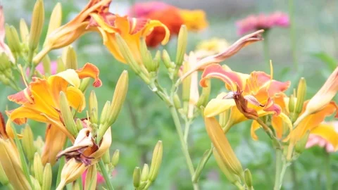 Flowers 스톡 동영상 78555217