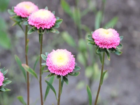 Flowers 스톡 동영상 78555219