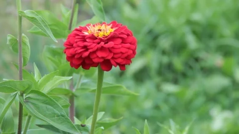 Flowers 스톡 동영상 78555222