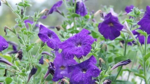 Flowers 스톡 동영상 78555228