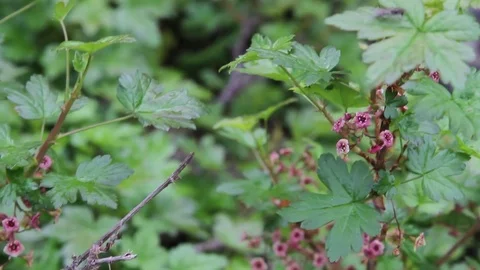Flowers Stock-Footage 79576663