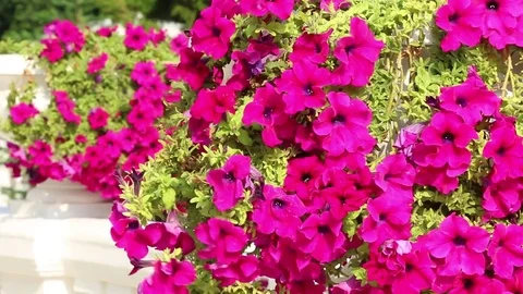 Flowers Stock Footage 81618843