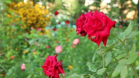 Flowers Stock Footage 81618853