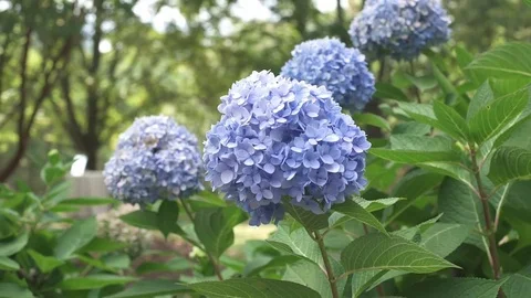 Flowers Stock Footage 82049560